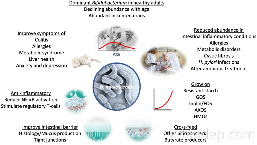 bifidobacterium adolesentis5